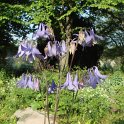 Aquilegia vulgaris